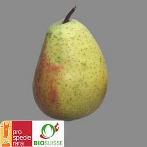 Poirier Alexandre Lucas avec grandes poires vertes fondantes et sucrées – variété ancienne pour jardin familial ou bio