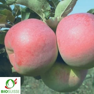 Pommier Bio Mira – variété de garde résistante et longue conservation sans traitement