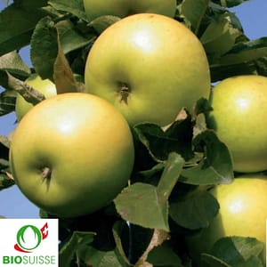 Pommier Bio Goldlane – variété colonnaire de garde pour verger biologique