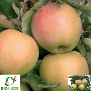 Pommier Bio Moonlight – variété colonnaire pour petits espaces et balcons