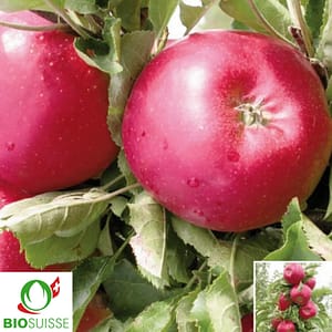 Pommier Bio RedSpring – variété colonnaire de garde sucrée et juteuse