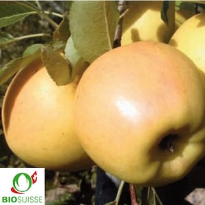 Pommier Bio Opal – variété de garde résistante sans traitement pour jardin biologique