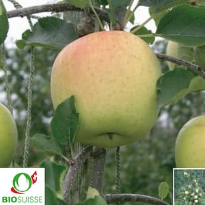 Pommier Bio Sirius – pomme de garde résistante, idéale pour verger biologique