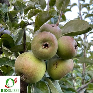 Poirier à Botzi Bio AOP