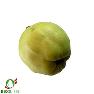 coing Ronda, jaune doré et duveteux, prêt pour la récolte