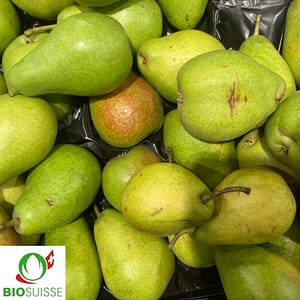 Poirier bio Louise Bonne avec poires vertes teintées de rouge, juteuses et parfumées, variété d'automne pour verger familial