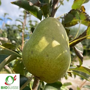 Poirier Williams avec fruits jaunes mûrs, parfait pour jardin bio et verger familial