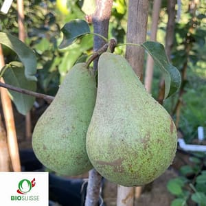 Birnenbaum Bio Concorde