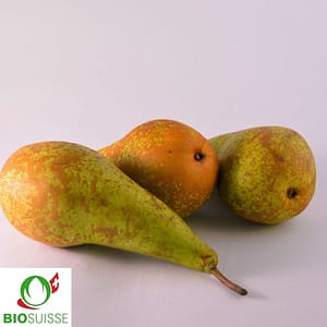 Poire Conférence bio allongée, jaune-vert, très juteuse et sucrée, dans un verger naturel