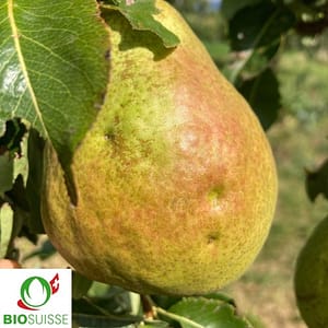 Poirier Harrow Sweet avec poires jaunes et feuillage sain