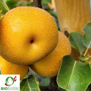 Poirier japonais Nashi Chojuro – poire cuivrée croquante et juteuse, variété peu sensible aux maladies, idéale pour jardin bio