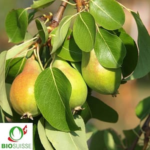 Poirier Précoce de Morettini avec fruits jaunes allongés mûrs, parfait pour culture bio estivale
