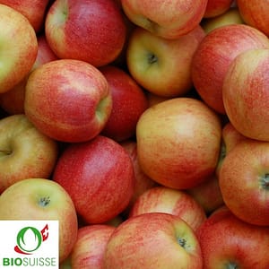 Pommier Bio Remo – pomme rouge croquante et acidulée, parfaite pour jus naturel