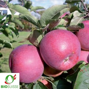 Pommier bio Admiral – pomme rouge sur fond jaune-vert, croquante et résistante, variété de longue conservation