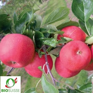 Pommier bio Allegro – pomme rouge d’été croquante et juteuse, variété précoce facile à cultiver