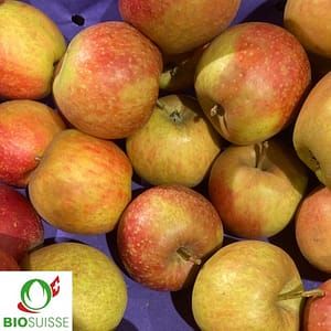 Pommier bio Belle de Boskoop rouge – vieille variété rustique, gros fruit rouge, idéale pour compote, gâteaux et jus, adaptée à l’altitude