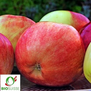 Pommier bio Gravenstein rouge – pomme d’automne précoce, jaune striée de rouge, croquante, juteuse et idéale pour le jus