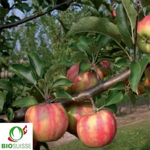 Pommier bio Karneval – gros fruit rouge et vert, pomme de garde résistante sans traitement