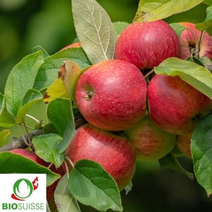 Pommier Bio Rewena – variété colonnaire résistante idéale pour jus de pomme biologique