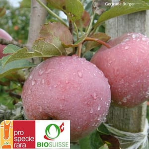 Pommier bio Rose de Berne – vieille variété suisse, pomme rouge carmin juteuse, adaptée à l’altitude, idéale pour tout usage