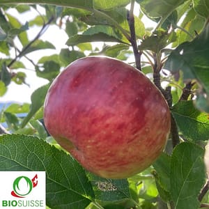 Pommier bio Topaz – variété d’automne résistante, pomme jaune striée de rouge, très juteuse