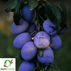 Fruits du pruneautier Belle de Cacak’s, gros, bleus, juteux sur l’arbre