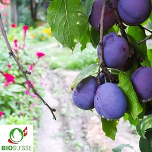 Pruneautier bio Hanita avec fruits bleu foncé mûrs, variété précoce et rustique