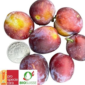 Prunier ‘Berudge’ – Une ancienne variété suisse riche en goût