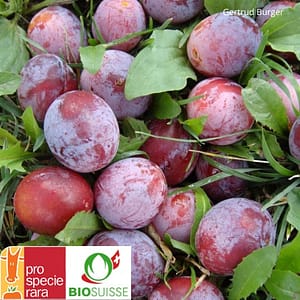 Prunier ‘Damassine’ – Une variété ancienne du Jura au goût inimitable