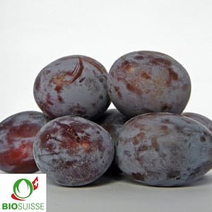 Pruneaux Fellenberg bleu foncé sur l’arbre, prunier rustique et autofertile en septembre