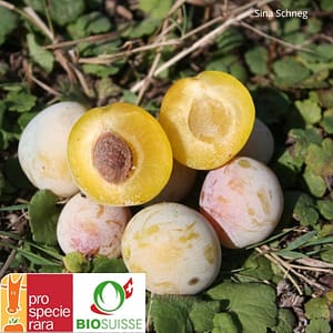 Prunier ‘Mirabelle de Nancy’ – Une petite prune dorée à déguster ou à distiller