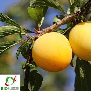 Prunier ‘Prune Pêche’ – Une variété sucrée, productive et facile à préparer