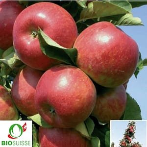 Pommier colonnaire Bio Rondo