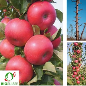 Pommier colonnaire Bio Rumba