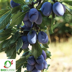 Pruneautier Bio Tegera