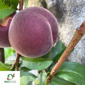 Pêcher benedicte à chaire bllanche