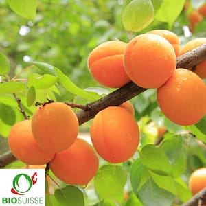 Abricots bio Bergeron mûrs sur l’arbre – gros fruits jaunes à chair fondante