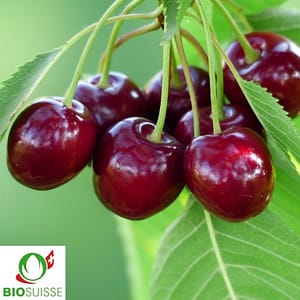 Cerisier Bigarreau Burlat bio avec de grandes cerises rouges brillantes, prêtes à récolter