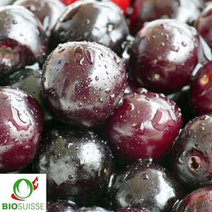 Gros fruits noirs brillants du cerisier bio Kordia sur branches feuillues, variété Bigarreau