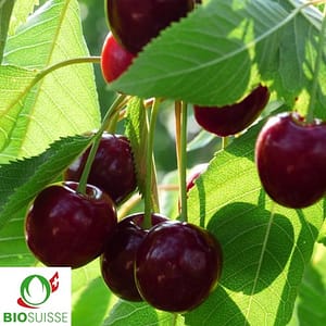 Cerises bio Merchant bien mûres sur branche, variété précoce bigarreau