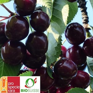 Le cerisier bio Rigi donne de petites cerises noires sucrées, parfaites pour jus, confitures et distillation. Idéal pour l'altitude