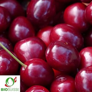 Cerisier bio Vanda avec grosses cerises rouge foncé bien mûres, prêtes à récolter