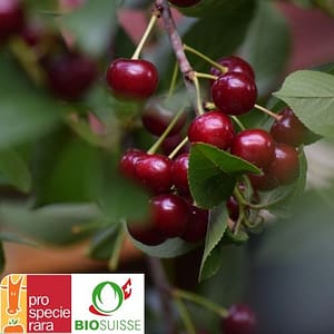 Cerises Schattenmorelle mûres sur arbre bio, prêtes à récolter