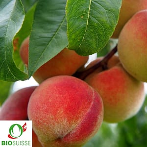 Pfirsichbaum Bio Red Haven