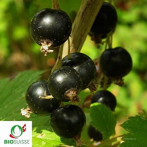 Cassis Titania bio avec grappes de gros fruits noirs mûrs sur fond vert