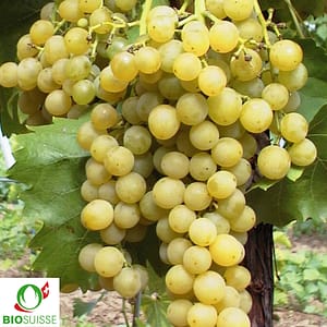 Vigne bio Muscat de Birstaler – raisin blanc très sucré, parfumé au muscat, vigne résistante idéale pour pergola, espalier ou jardin naturel