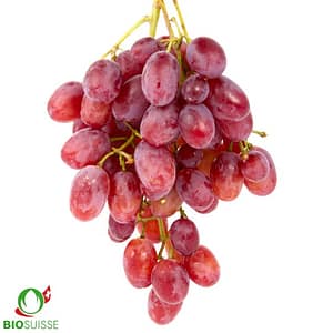 Vigne bio Katharina – raisin rosé sucré et fruité, vigne résistante pour jardin, pergola ou espalier
