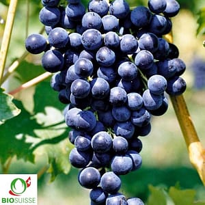 Vigne bio Muscat bleu Garnier – raisin foncé très sucré, arôme muscat, vigne résistante idéale pour pergola ou jardin sans traitement