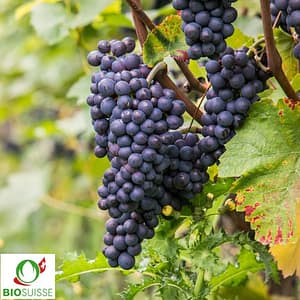 Vigne bio Nero – raisin bleu croquant et sucré, très aromatique, vigne résistante idéale pour pergola, espalier ou jardin naturel