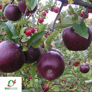 Apfelbaum Bio Cassiopeia